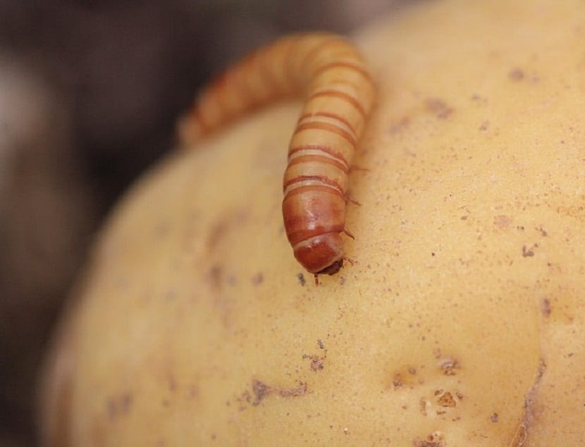 Larva de gusano del alambre vista de cerca sobre la tierra