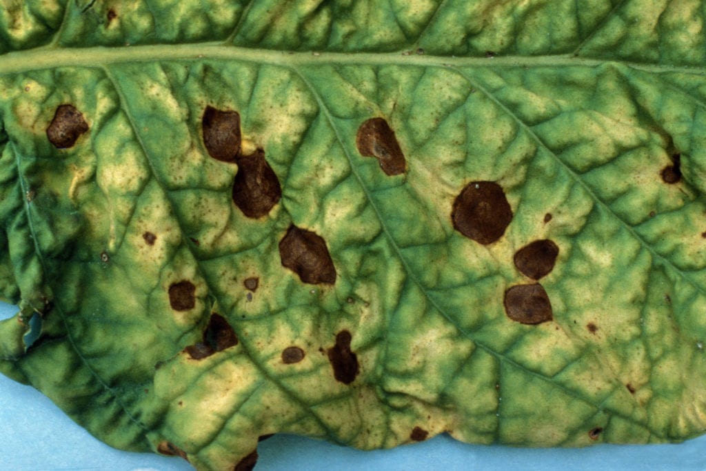 Alternaria: síntomas, tratamiento y prevención en el huerto