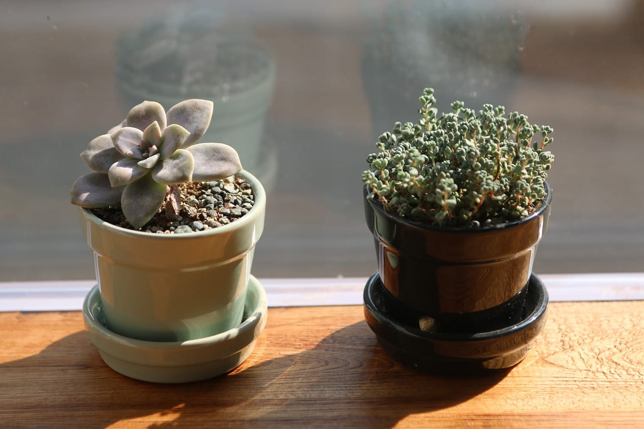 Hongos en la tierra de las plantas: qué son y cómo quitarlos