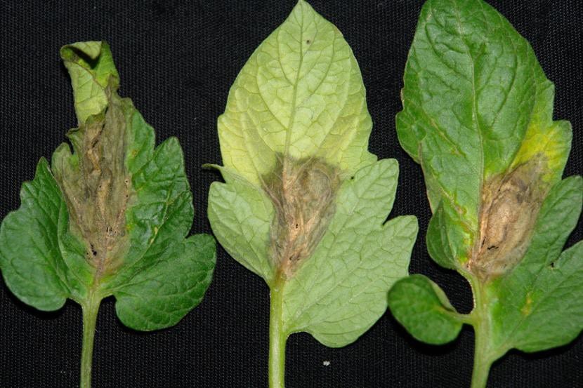 Podredumbre gris causada por Botrytis cinerea sobre tejido vegetal
