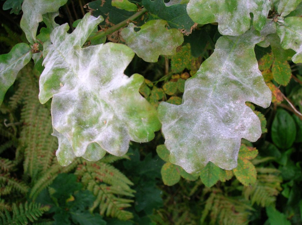 Hongos en las plantas: cuáles son y cómo identificarlos