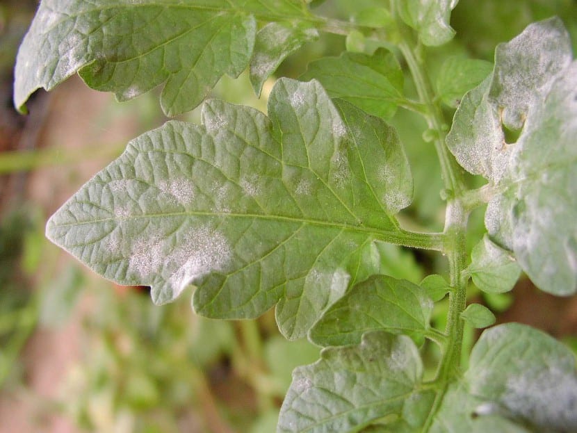 Hojas de tomatera cubiertas por el polvo blanco característico del oídio