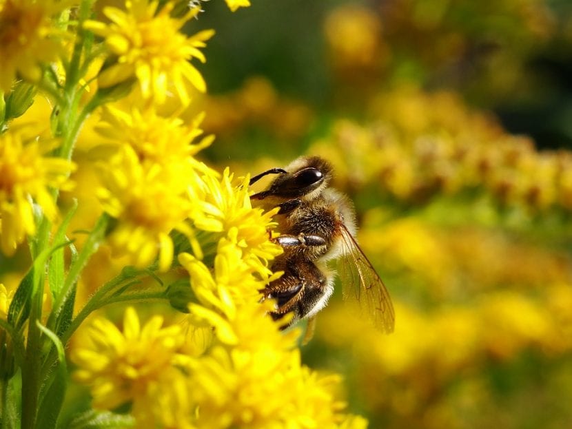 Abeja libando en una flor, el grupo más afectado por los neonicotinoides
