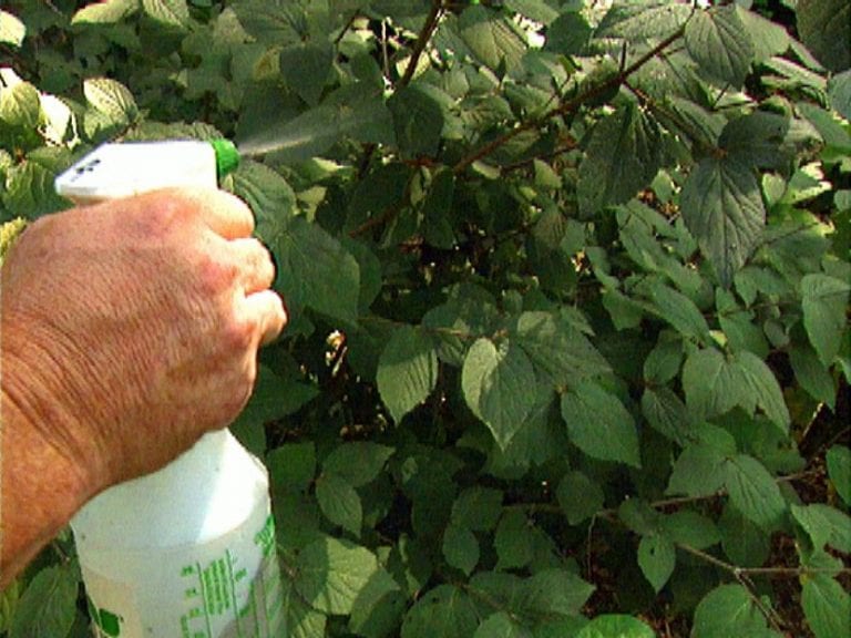 Hojas con manchas fúngicas en un jardín