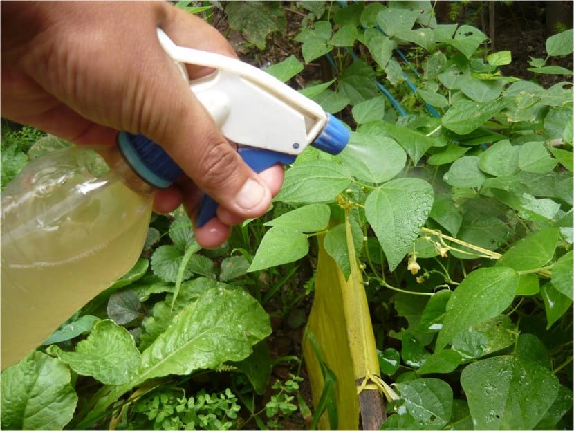 Insecticidas ecológicos: guía práctica de uso y dosis