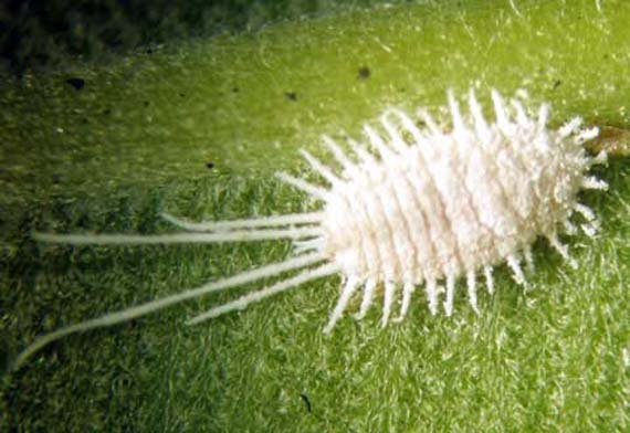 Colonia de cochinilla sobre el tallo de una planta