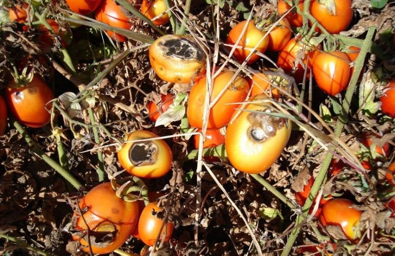 Tomates con lesiones oscuras provocadas por alternaria