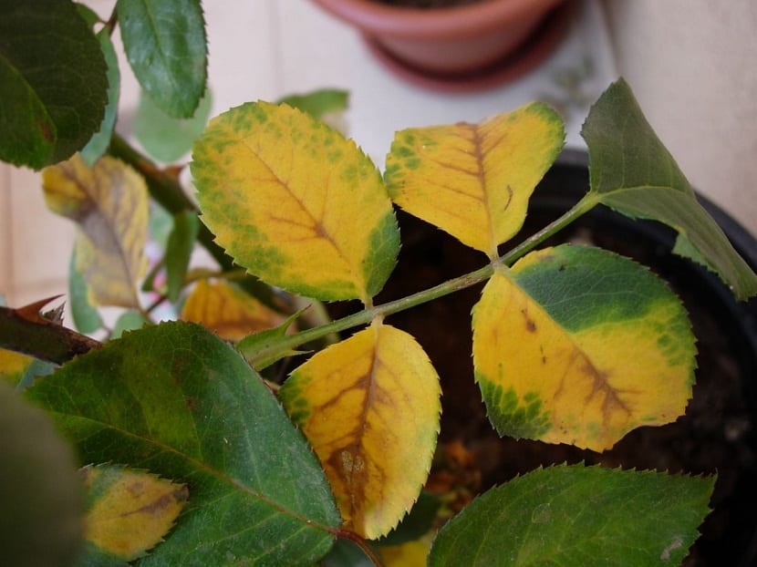 Hojas con clorosis férrica: limbo amarillo y nervios verdes