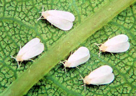 Adultos de mosca blanca en el envés de una hoja