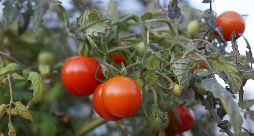 Pulgón en el tomate: identificar, prevenir y controlar