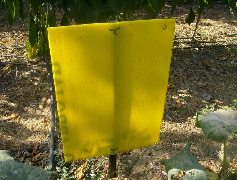 Trampa cromática amarilla para el control de la mosca blanca