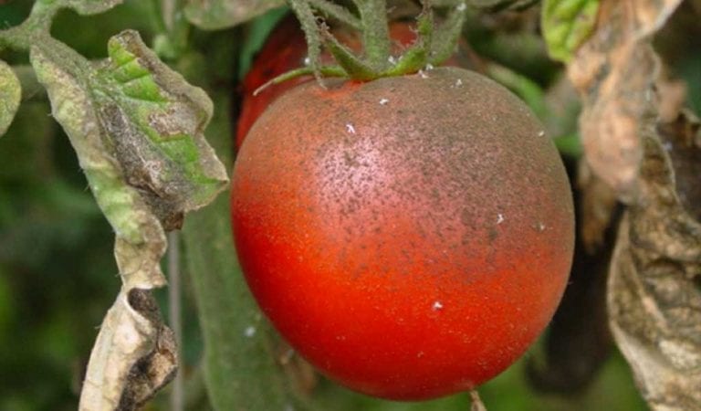 Adultos de mosca blanca en el envés de una hoja de tomatera
