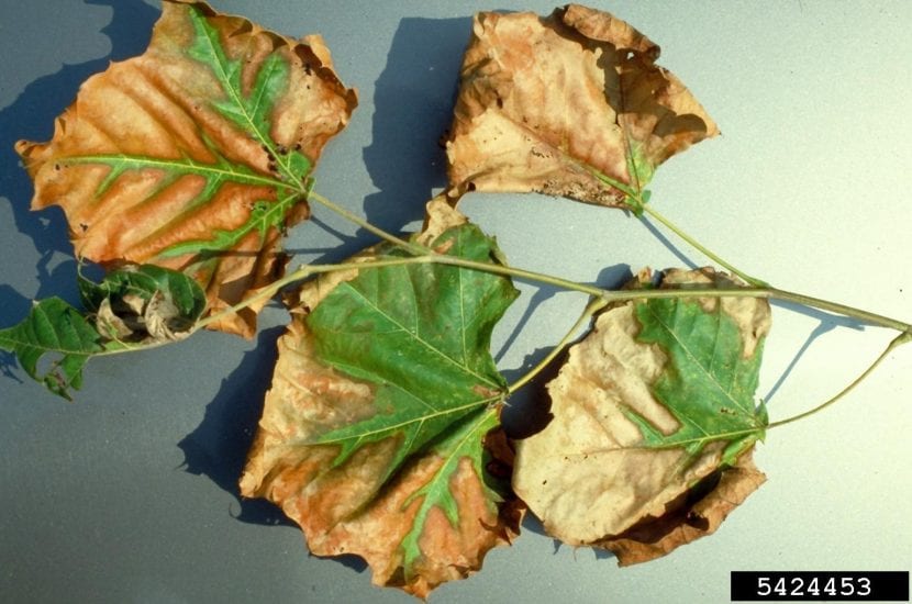 Hojas secas con el margen quemado, síntoma típico de escaldado foliar
