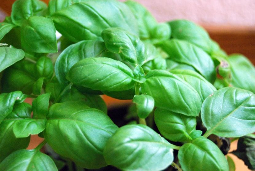 Planta de albahaca con hojas verdes