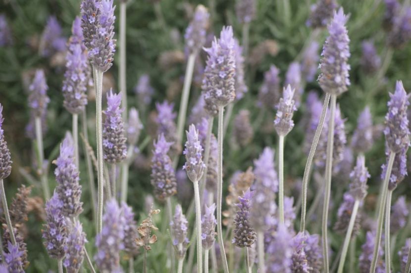 Lavanda en flor con espigas moradas