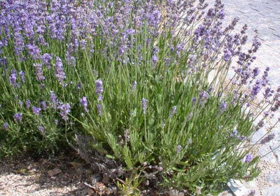 Lavanda en flor