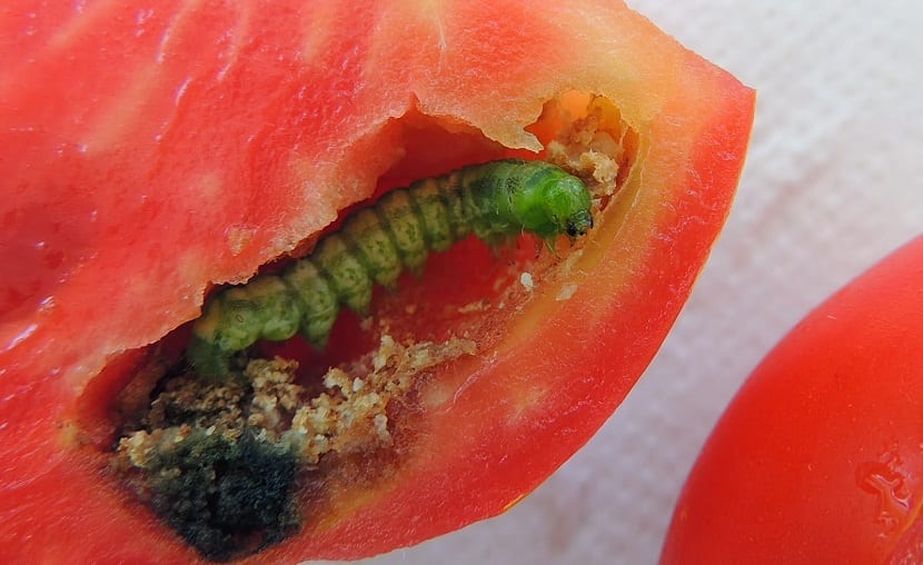 Oruga alimentándose de un tomate