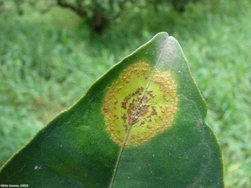 Lesiones de lepra en hojas y frutos de cítrico
