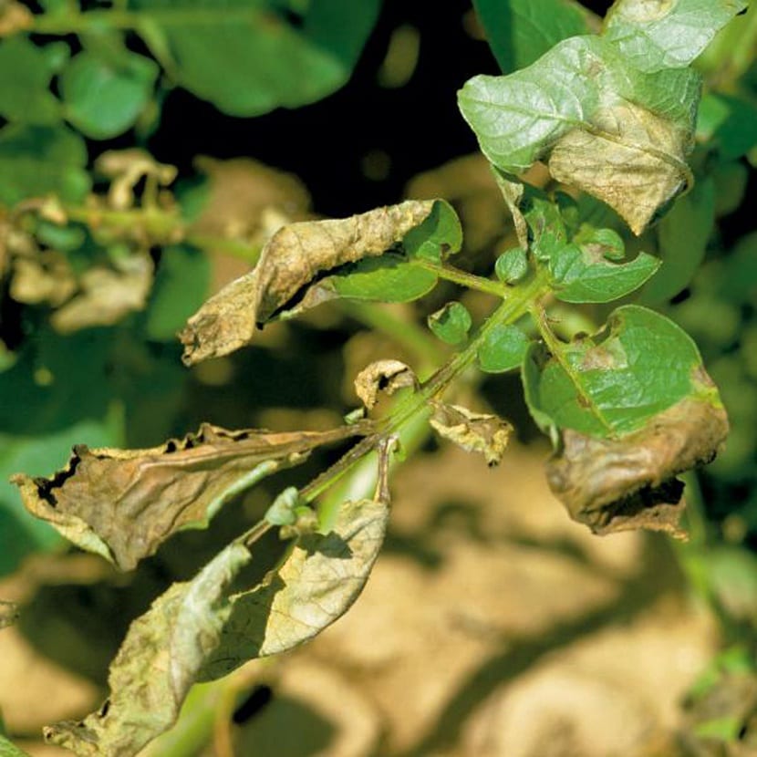 Hojas de patata con manchas necróticas causadas por el mildiu