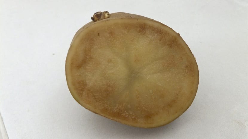 Tubérculo de patata con podredumbre parda provocada por Phytophthora infestans
