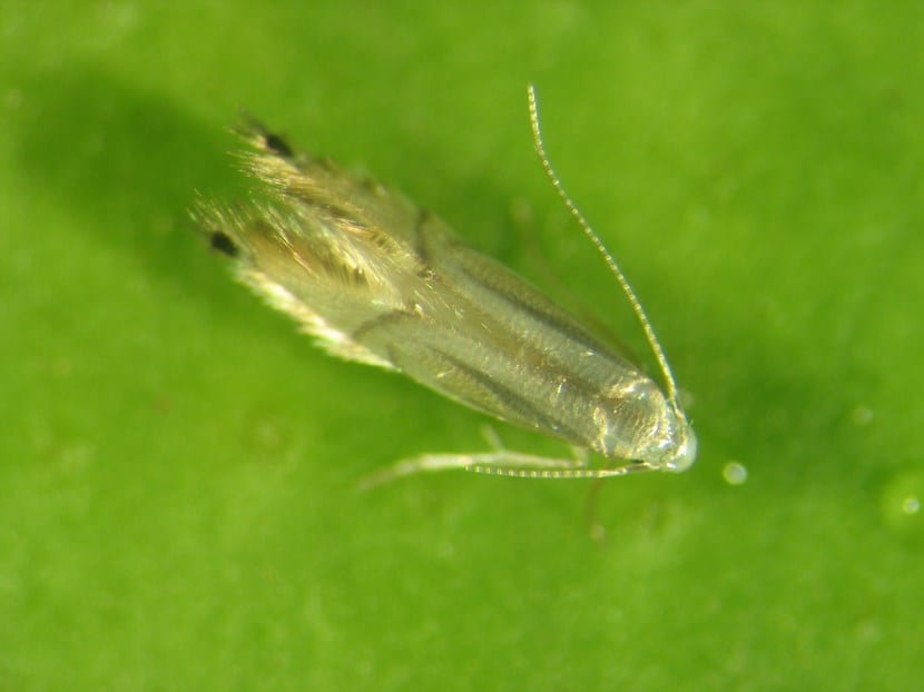 Hojas de cítrico con el borde enrollado por la pupa del minador