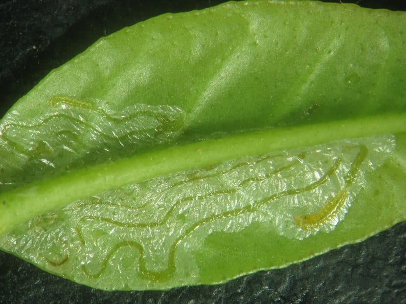 Galería sinuosa del minador de los cítricos en una hoja tierna de naranjo