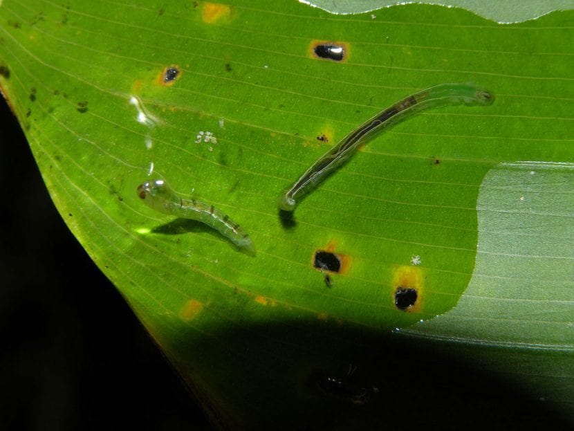 Larva de minador en el interior de la galería de una hoja