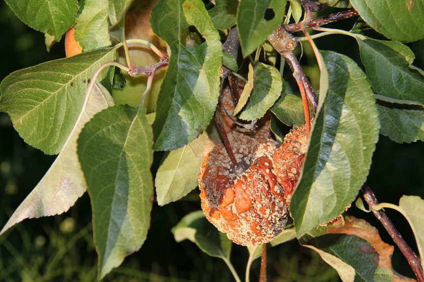 Manzana con podredumbre fúngica en el árbol