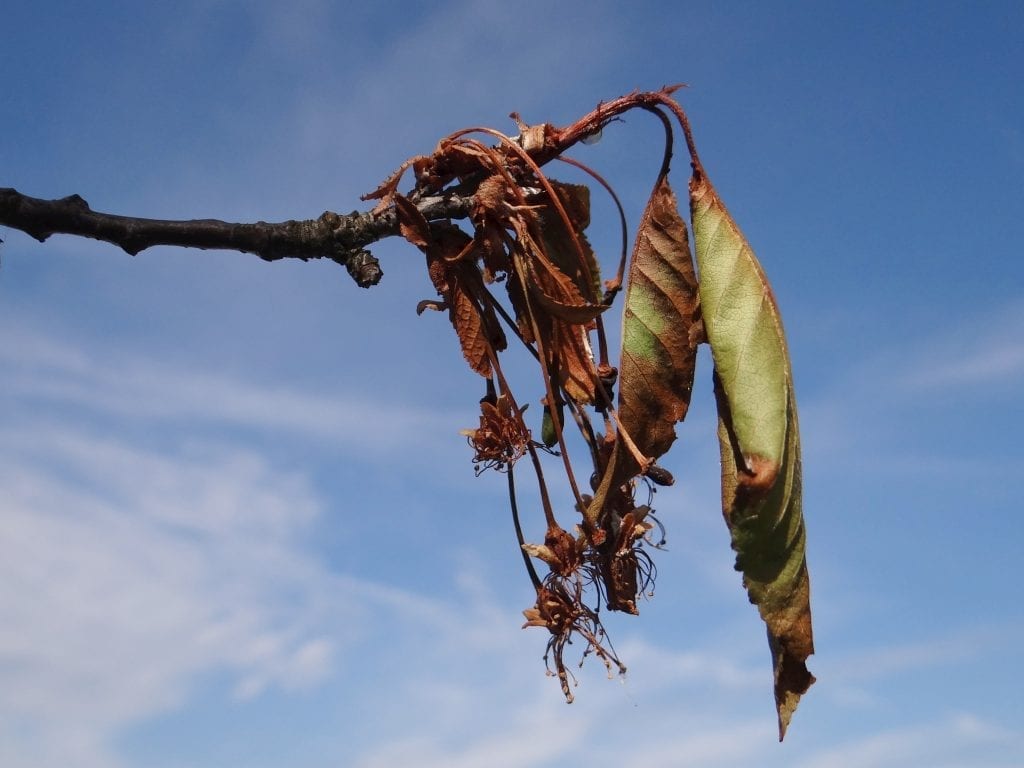 Monilia del almendro: síntomas y control en floración