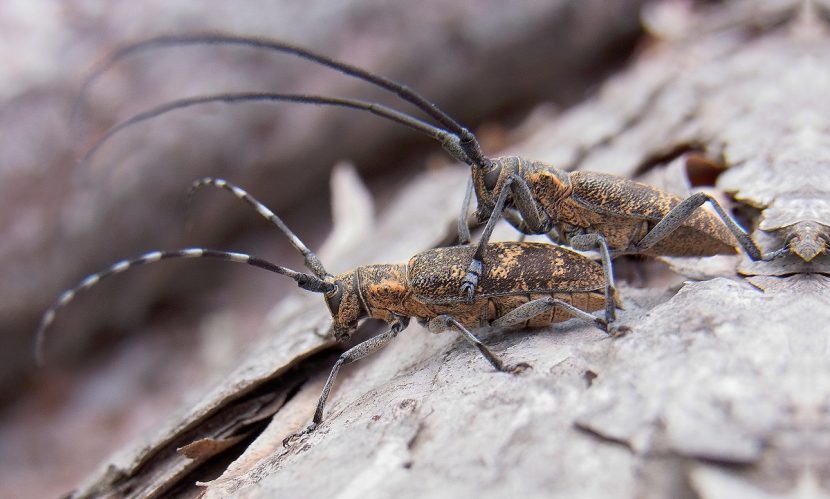 Dos ejemplares de Monochamus galloprovincialis con sus largas antenas