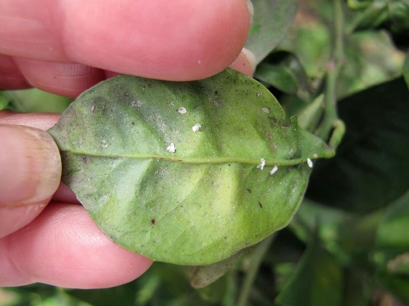 Mosca blanca en cítricos: síntomas y tratamiento eficaz