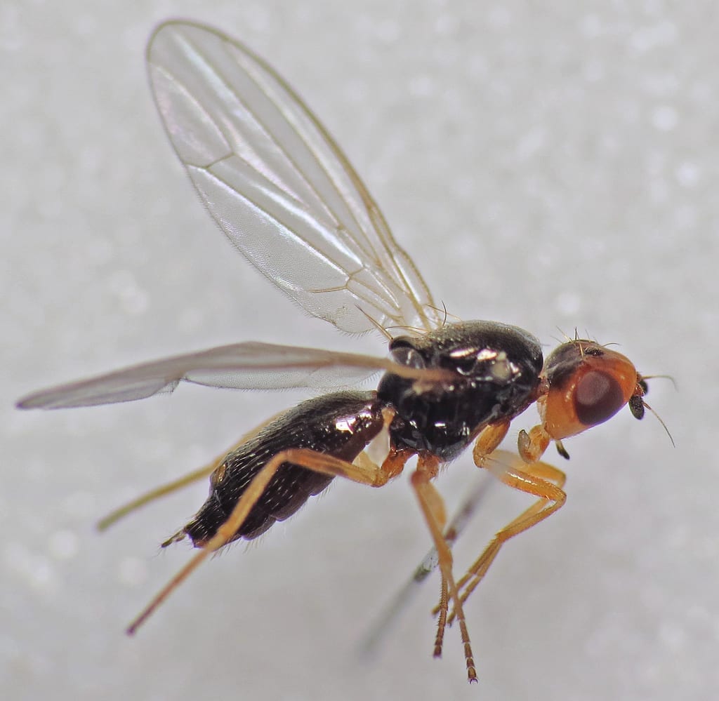 Adulto de la mosca de la zanahoria, Chamaepsila rosae