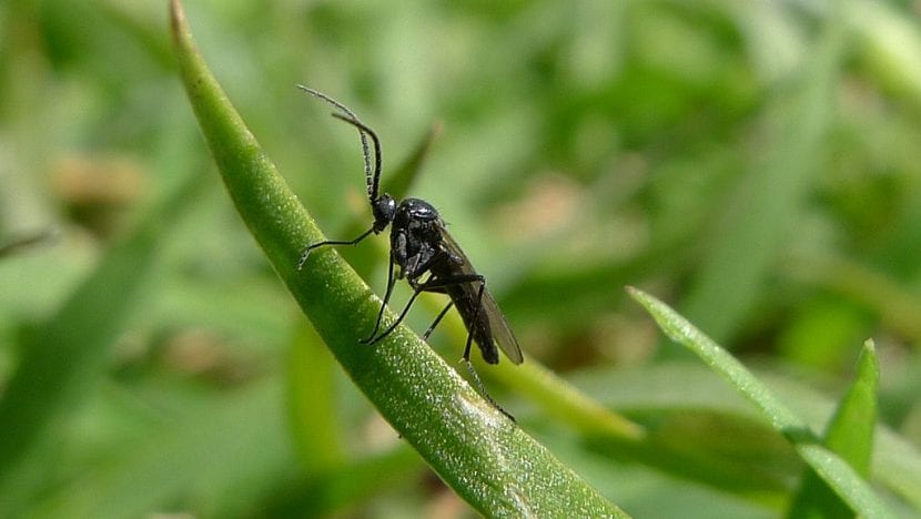 Adulto de mosca del mantillo, un pequeño díptero negro de la familia Sciaridae