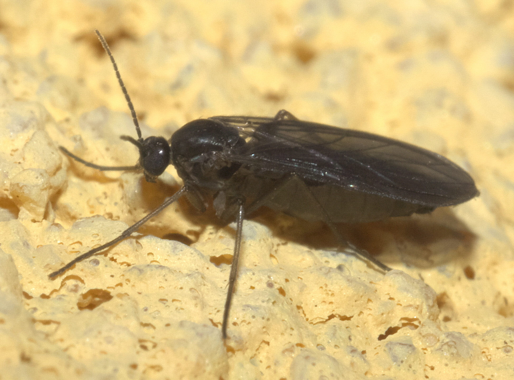 Mosca negra del sustrato: daños y cómo eliminarla
