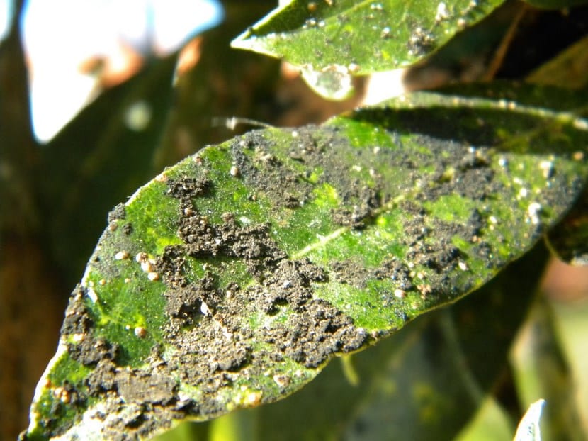 Negrilla en las plantas: causas y tratamiento eficaz