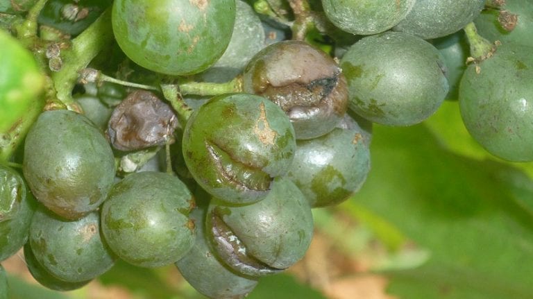 Racimo de uva con granos agrietados y reticulados por oidio