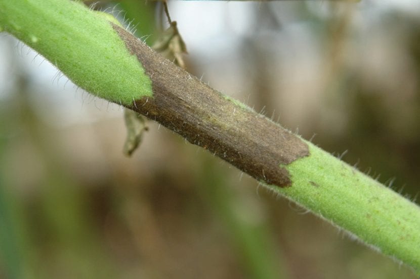Lesiones pardas de Phytophthora en frutos de tomate