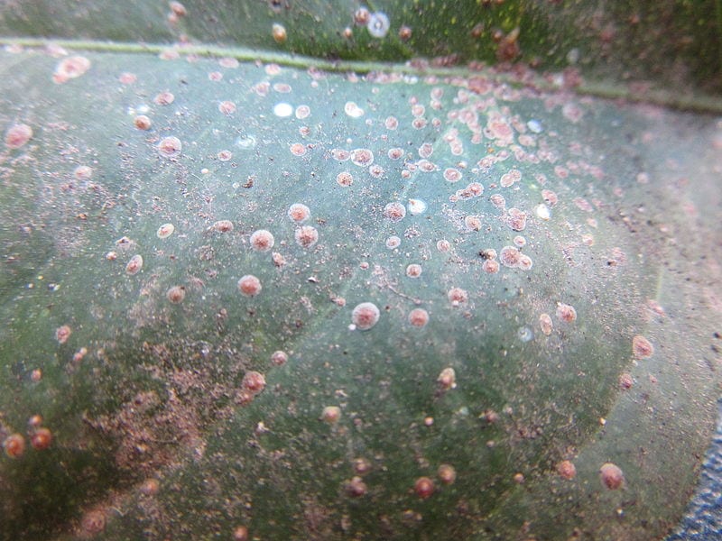 Piojo rojo de California: identificación y control en cítricos