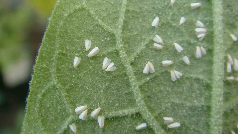Adultos de mosca blanca sobre el envés de una hoja
