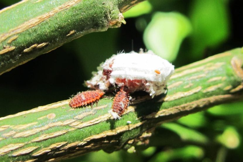 Plagas de plantas de interior: identificar y tratar
