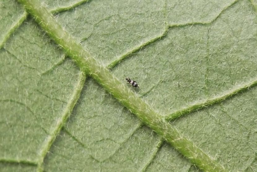 Trips sobre una hoja