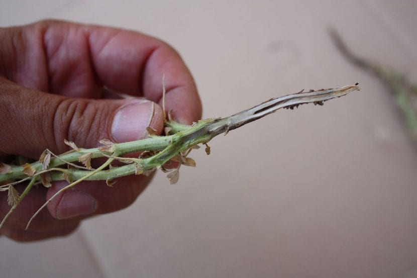 Planta de clavel afectada por Fusarium