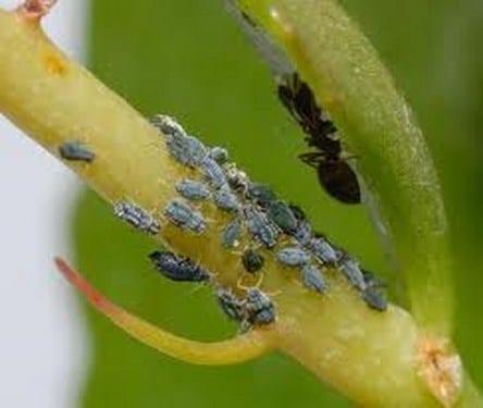 Plagas y enfermedades comunes de las plantas y cómo identificarlas