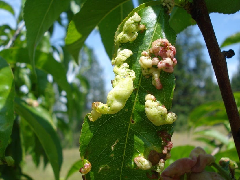 Hongos causando enfermedad en hojas de planta