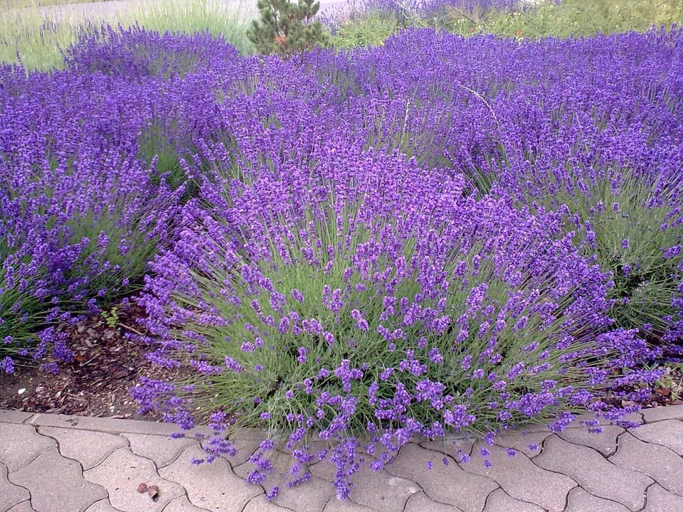 Once plantas útiles para el control de plagas en el huerto