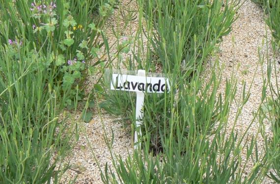Lavanda en flor en un jardín