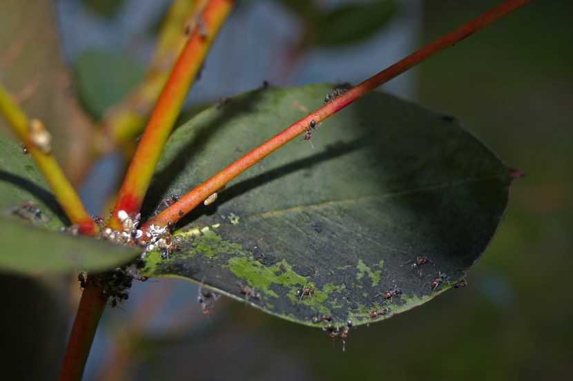 Hojas cubiertas por la capa negra y polvorienta de la negrilla