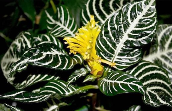 Aphelandra squarrosa con sus hojas de nervios blancos marcados