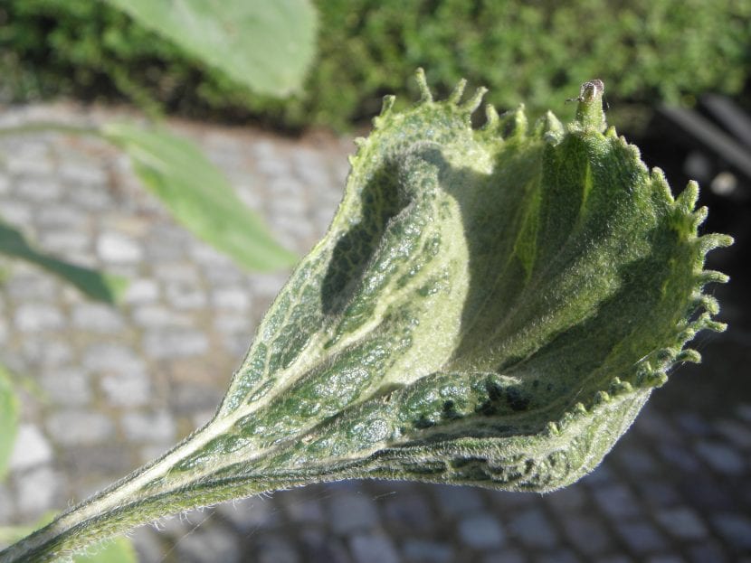 Hoja afectada por mildiu con manchas y fieltro en el envés