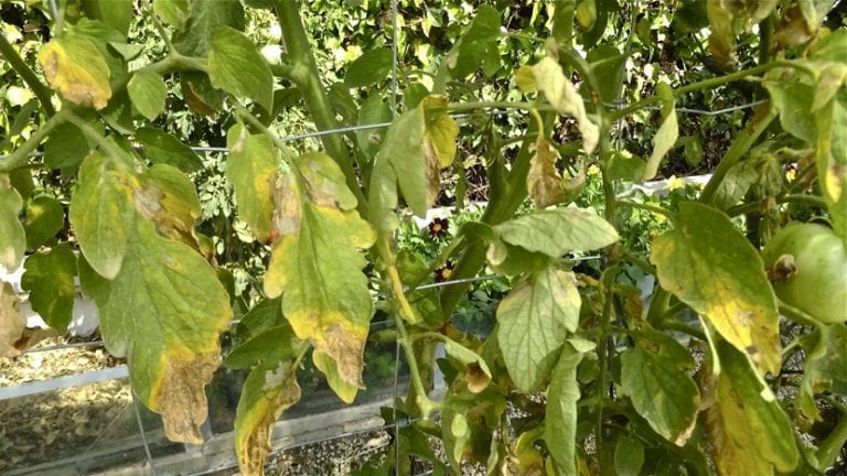 Planta de tomate con síntomas de mildiu